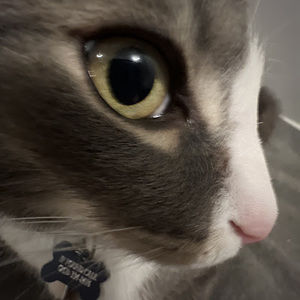 Meet your Posher, Diana